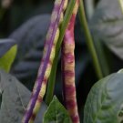 Top Pick Pinkeye Purple Hull Pea 250 Seeds NON-GMO
