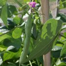 Black Turtle Bean 140 Seeds Shelling Dry Bean