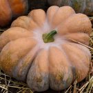 Fairy Tale Pumpkin 160 Seeds