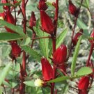 Roselle 350 Seeds Asian Sour Leaf Hibiscus
