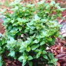 Dwarf Greek Basil 250 seeds NON-GMO