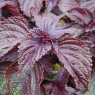 Purple Shiso 5000 Seeds Perilla Japanese Basil