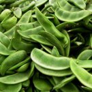 Burpee Improved Lima Bean 100 Seeds NON GMO