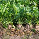 Sugar Beet 2500 Seeds NON-GMO Fodder Beet