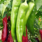 Big Jim Chili Pepper 50 Seeds Collection