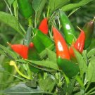 Mirasol Chili Pepper 50 Seeds Collection