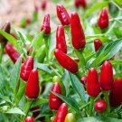 Pequin Chili Pepper 50 Seeds Collection