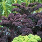 4000 seeds Scarlet Kale NON-GMO Dark Purple Ornamental