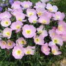 65 seeds Showy Evening Primrose Seeds Pink Ladies