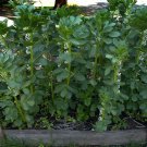 Broad Windsor Fava Bean 60 Seeds NON-GMO