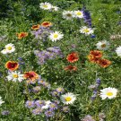 Mountain Wildflower Mix 8000 Seeds