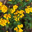 Mexican Tarragon 2500 Seeds NON-GMO