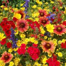 Texas Oklahoma Wildflower Mix 4000 seeds