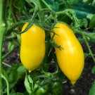 Banana Legs Tomato 1250 Seeds NON-GMO
