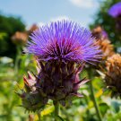 Cardoon 700 Seeds Artichoke Thistle NON-GMO