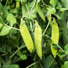 Oregon Sugar Pod II Snow Pea 200 Seeds