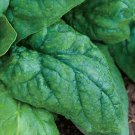 Giant Noble Spinach 1250 Seeds