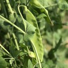 Dwarf Grey Sugar Snow Pea 160 Seeds NON-GMO