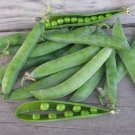 Green Arrow Garden Pea 90 Seeds High Yielding NON-GMO