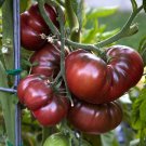 Black Brandywine Tomat, NON-GMO 500 seeds