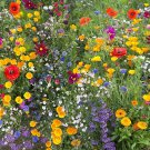 Hummingbird and Butterfly Wildflower Mix 3000 seeeds