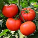 Homestead Tomato 1250 Seeds NON-GMO