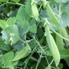 Original Snap Pea 90 seeds