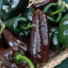 Ancho Poblano Chile Pepper 500 Seeds