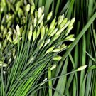 Garlic Chive 2500 Seeds Herb Allium Tuberosum