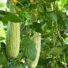 Armenian Cucumber 500 Seeds Metki Pale White Serpent