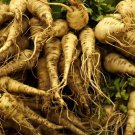 All American Parsnip 3400 Seeds