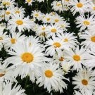 Crazy Alaskan Daisy Flower Seeds Fresh Harvest Non Gmo