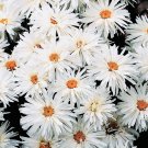 50+ Crazy Alaskan Daisy Flower Seeds Fresh Harvest Non Gmo