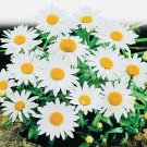 Alaskan Shasta Daisy Flower Seeds Fresh Harvest Non Gmo