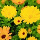 Calendula Pacific Beauty Mix Flower Seeds Fresh Harvest Non Gmo