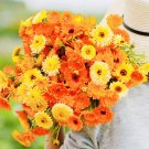 50 Calendula Pacific Beauty Mix Flower Seeds Fresh Harvest Non Gmo