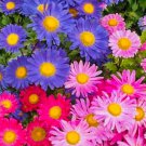 China Aster Rainbow Mix Flower Seeds Fresh Harvest Non Gmo