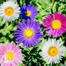 50+ China Aster Rainbow Mix Flower Seeds Fresh Harvest Non Gmo