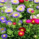 Aster Powderpuff Mix Flower Seeds Fresh Harvest Non Gmo