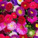 50+ Aster Powderpuff Mix Flower Seeds Fresh Harvest Non Gmo