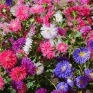 Aster Crego Giant Mix Flower Seeds Fresh Harvest Non Gmo