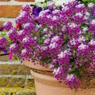 Alyssum Royal Carpet Flower Seeds Fresh Harvest Non Gmo