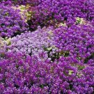 100+ Alyssum Royal Carpet Flower Seeds Fresh Harvest Non Gmo