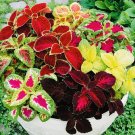 200+ Coleus Rainbow Mix Flower Seeds Non Gmo