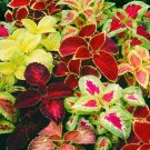 250+ Coleus Rainbow Mix Flower Seeds Non Gmo