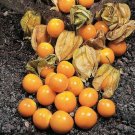 350+ Pineapple Tomatillo Seeds Heirloom Non Gmo Fresh Harvest