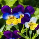 200+ Johnny Jump Up Viola Flower Seeds Heirloom Non Gmo Fresh Harvest