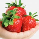 100+ Giant Strawberry Fruit Seeds Nongmo