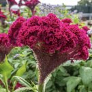 500 Seeds Giant Red Cockscomb Seeds Non Gmo Fresh Harvest