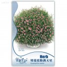 Heirloom Pink Baby's-breath Cut 60 bonsai Gypsophila Original Pack, Seeds, fr...